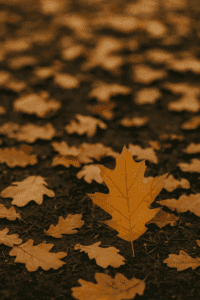 Herbstliches Waldboden-Motiv mit goldbraunen Eichenblättern – stimmungsvolles Symbolbild für Selbstreflexion, innere Stärke und Female Empowerment im November.